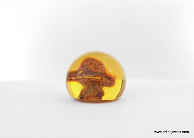 Amber fossil